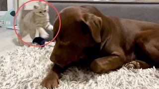 Tiny Kitten Attacked Giant Retriever! Cutest Dog Reaction!