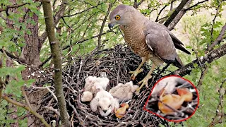 Bird is lying in the nest of Falcon birds @AnimalsandBirds107