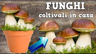 GROW GIANT MUSHROOMS AT HOME, see what you have to do to grow SUPER mushrooms at home