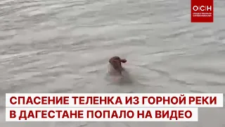 Спасение теленка из горной реки в Дагестане попало на видео