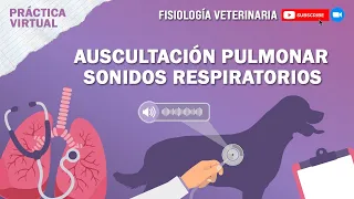 FISIO1_AUSCULTACIÓN PULMONAR_SONIDOS RESPIRATORIOS