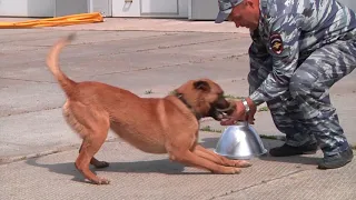 Тренировка в кинологической службе