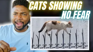 🇬🇧BRIT Reacts To CATS SHOWING NO FEAR!