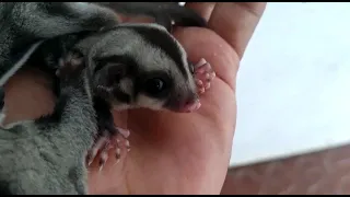 Sugar Glider Tamed Pair for Sale