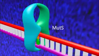 A 3D animation of mismatch repair in E. coli