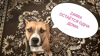 Собака  одна дома / dog alone at home