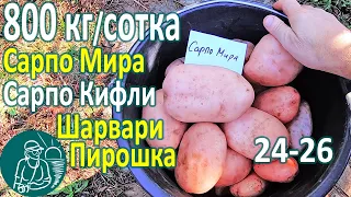 🏆🥔 Сбор урожая 26 сортов картофеля в жарком климате: Сарпо Мира, Сарпо Кифли, Шарвари Пирошка