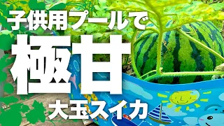 【世界初⁉︎】子供用プールを使ったスイカ栽培方法|夏野菜の王様スイカの育て方