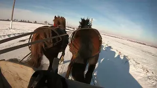 ЗАПРЯГЛИ ДЖОКЕРА🐴 ПЕРШИЙ РАЗ З ІВАНКОЮ🐎