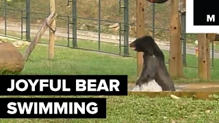 Bear Splashes Around in Swimming Pool After Being Rescued From Bile Farm