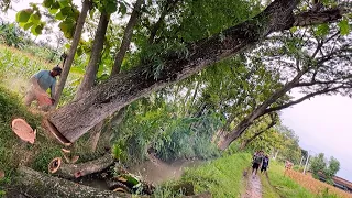 Cutting the leaning tree is dangerous !!