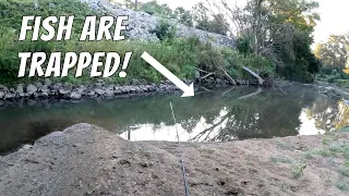 All The Creek Fish Were Trapped In This Deep Hole...So I Caught Them (Multi-Species Creek Fishing)