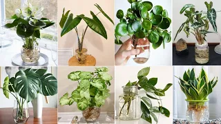 47 Indoor Plants in Vases to grow | Indoor Plants to grow in Water | Plant and Planting