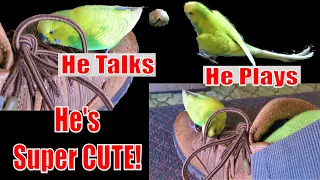 PEDRO the Budgie - Bird in Caravan