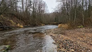 Trekking Trail Near River through the Forest and Neighbourhood - 4K Virtual Hike | ASMR Ambience