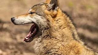 Wolves: Nature's Master Predators