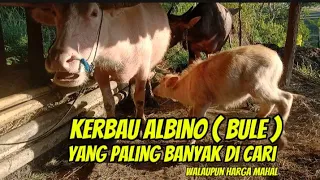 inilah kerbau albino yg banyak d cari ,harganya mahal yg berada d kampung terpencil yg indah