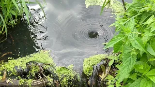 Whirlpool near Beaver Dam (VR)