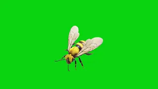 Bee  flying green screen background || green screen video #flying #bee HD FHD video