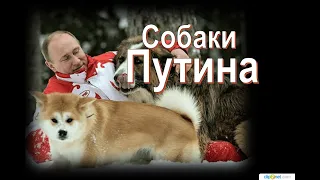 Собаки Путина. «Симпатяга!»