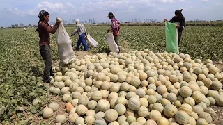 Melons of Taguig: The Sweet Taste of Success