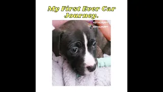 Adorable Cute Puppy - Puppy Vettai's First Car Ride