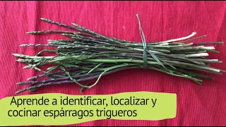 Espárragos trigueros, aprende a identificarlos + receta de espárragos en aliño.