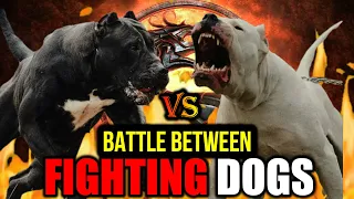 Presa Canario vs Dogo Argentino | Presa vs Dogo | Battle Between Fighting Dogs | Billa Boyka |