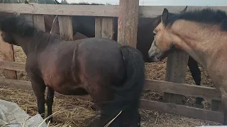 Молодой жеребец пристает к Мане