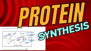 protein synthesis explained grade 12 life sciences by m.saidi