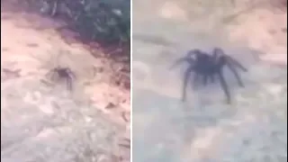 These Tourists Encountered A Giant Spider While In The Dominican Republic