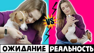 ЖИЗНЬ С СОБАКОЙ | ОЖИДАНИЕ VS РЕАЛЬНОСТЬ