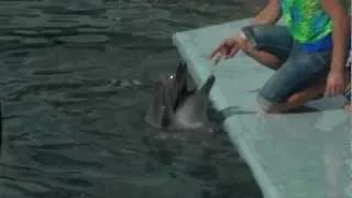 Дельфинарий в Московском зоопарке. Афалина Линда.