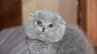 Девушка купила через интернет породистого кота за 500 рублей, но котик оказался с подвохом