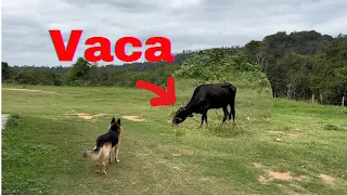 Pastor Alemão encontra Vaca no Campo