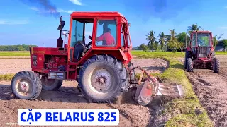 Cặp Belarus 825 Xới Đất Trồng Thuốc Lá Vàng Ở Tiên Thuận Bến Cầy Tây Ninh, Thiện Vũ TV