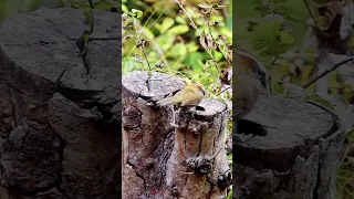 Beautiful birds #lovely #cute #bird #wildlife #pets #relaxing #satisfying #zagonnabe #tiktok #short