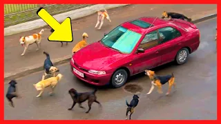 Cães Latem Para Carro Estacionado Sem Parar e Policiais Descobrem Algo CHOCANTE!