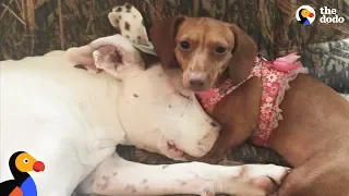 Pit Bull Dog Raised By 6 Dachshund Siblings - MAX + 6 | The Dodo