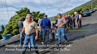 Matança porco da Família Ricardo Machado 05 Março 2023 Ilha Pico