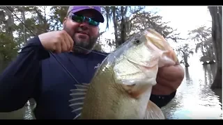 Catching Bass on Cypress Trees with Greg Hackney