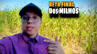 Vem comigo ver os MILHOS da Fazenda