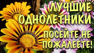 НЕПРИХОТЛИВЫЕ ОДНОЛЕТНИКИ, в которые ВЫ ВЛЮБИТЕСЬ! ОБИЛЬНО ЦВЕТУТ ВСЁ ЛЕТО!