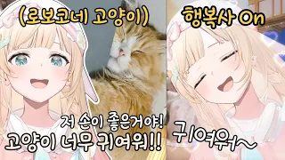 고양이 보고 행복사하는 이로하 【카자마 이로하】