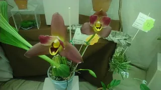 Выставка орхидей в Тимирязевском музее! 🌸