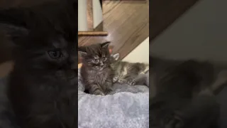 Maine coon 1 month #cat #mainecoon #shortvideo #cats #catlovers #viral #trending