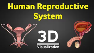 Human reproduction 3d | human reproductive system 3d | male & female reproductive system | NEET 2024