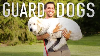 The Care and Training of Livestock Guardian Dogs//The Dogs Of Goat Daddy (Pt.2/3)