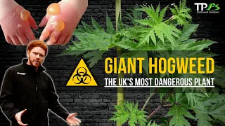 Giant Hogweed - The UK's Most Dangerous & Toxic Plant