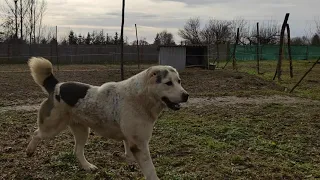 Fergana-Dolina Pastu & Gates Of Hell Aida (Közép-Ázsiai Juhászkutya, Central Asian Shepherd Dog)